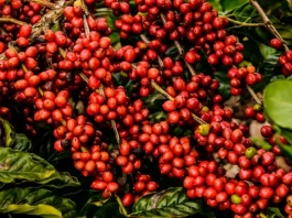 Café dispara com clima no Brasil e tensão global no radar