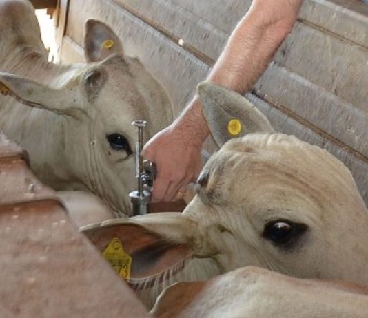 Prazo para vacinação contra brucelose em MT termina em 31 de dezembro