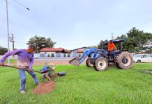 Apiacás intensifica arborização urbana com mudas nativas e frutíferas