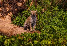 Municípios de MT se destacam entre os principais destinos de ecoturismo do Brasil