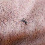 Estado de São Paulo confirma primeira morte por dengue em 2026