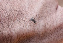 Estado de São Paulo confirma primeira morte por dengue em 2026