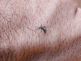 Estado de São Paulo confirma primeira morte por dengue em 2026