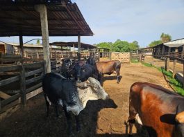 Seaf realiza reuniões sobre o Programa de Melhoramento Genético do Rebanho Leiteiro em 17 municípios