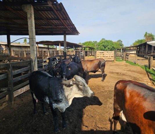 Seaf realiza reuniões sobre o Programa de Melhoramento Genético do Rebanho Leiteiro em 17 municípios