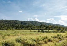 Sema aprova mais de mil projetos para recuperação de 50 mil hectares