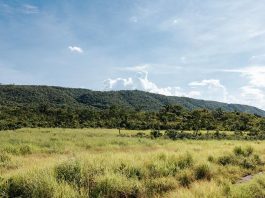 Sema aprova mais de mil projetos para recuperação de 50 mil hectares