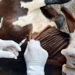 Vacinação contra brucelose deve imunizar 4 milhões de bezerras