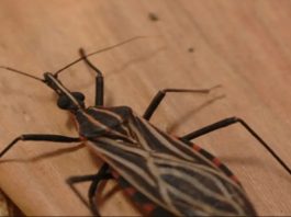 Ananindeua, no Pará, tem surto de casos da doença de Chagas