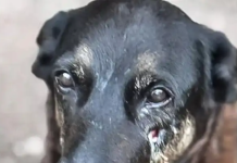Adolescentes suspeitos de matar o cão Orelha voltam ao Brasil