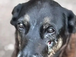 Adolescentes suspeitos de matar o cão Orelha voltam ao Brasil