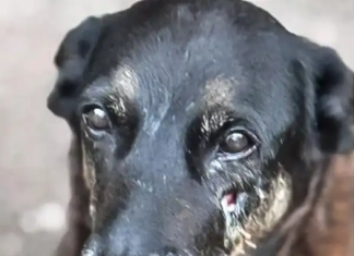 Adolescentes suspeitos de matar o cão Orelha voltam ao Brasil