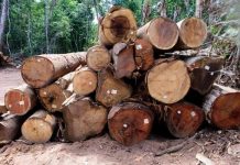 Exploração de madeira em Mato Grosso fica proibida até 1º de abril
