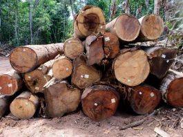 Exploração de madeira em Mato Grosso fica proibida até 1º de abril