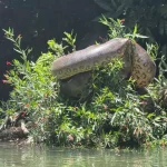Flagrante de sucuri gigante evidencia boa alimentação no MS