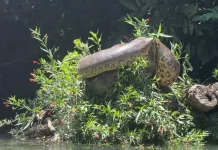 Flagrante de sucuri gigante evidencia boa alimentação no MS