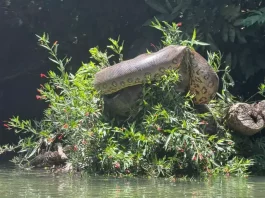 Flagrante de sucuri gigante evidencia boa alimentação no MS
