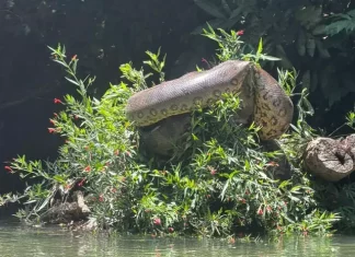 Flagrante de sucuri gigante evidencia boa alimentação no MS