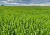 Portaria destina até R$ 500 milhões para compra de arroz e formação de estoques públicos