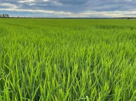 Governo anuncia apoio de R$ 73,6 milhões a produtores de arroz no Brasil