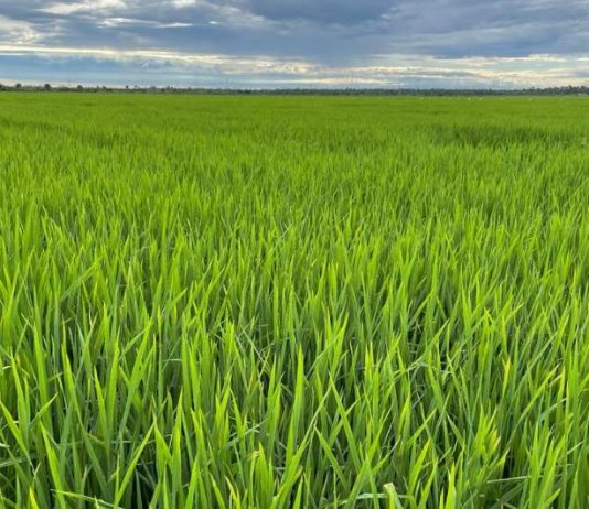 Portaria destina até R$ 500 milhões para compra de arroz e formação de estoques públicos