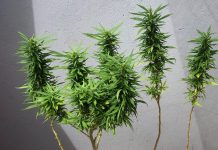 Polícia registra ocorrências de drogas em Alta Floresta