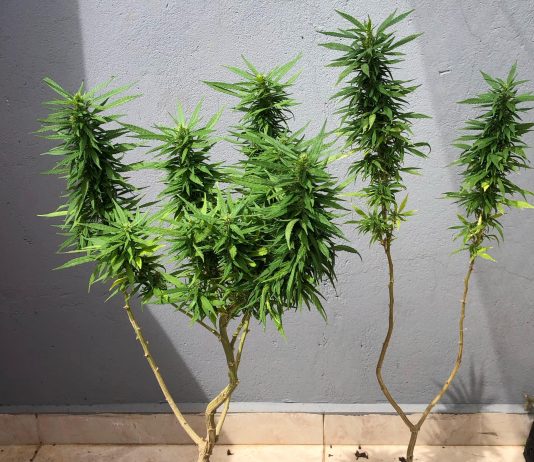 Polícia registra ocorrências de drogas em Alta Floresta