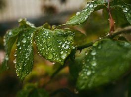 Alerta de chuvas intensas coloca Mato Grosso e Alta Floresta em atenção