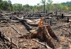 Alertas de desmatamento na Amazônia caem 35% e atingem menor nível em 20 anos