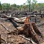 Alertas de desmatamento na Amazônia caem 35% e atingem menor nível em 20 anos