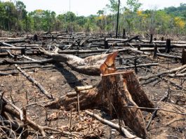 Alertas de desmatamento na Amazônia caem 35% e atingem menor nível em 20 anos