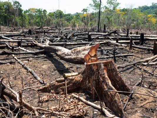 Alertas de desmatamento na Amazônia caem 35% e atingem menor nível em 20 anos