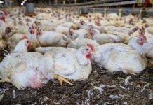 Lei destina recursos para sanidade agropecuária e combate a emergências