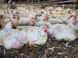 Lei destina recursos para sanidade agropecuária e combate a emergências
