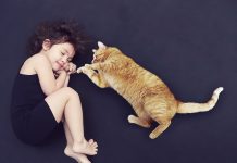Curiosidades surpreendentes sobre gatos