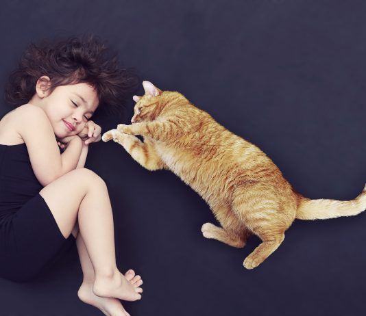 Curiosidades surpreendentes sobre gatos