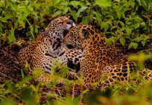 Embratur destaca Pantanal e Mato Grosso como potências do turismo