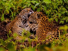 Embratur destaca Pantanal e Mato Grosso como potências do turismo