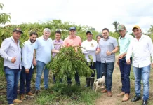 Parceria para produção de mudas de café é encerrada em Nova Bandeirantes
