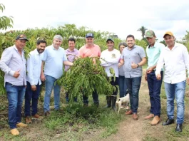 Parceria para produção de mudas de café é encerrada em Nova Bandeirantes