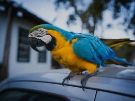 Arara-canindé é resgatada pelos bombeiros em rua de Alta Floresta