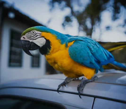 Arara-canindé é resgatada pelos bombeiros em rua de Alta Floresta