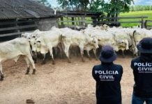 Vereador é preso por suspeita de receptação de gado em MT