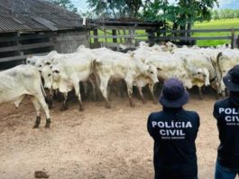 Vereador é preso por suspeita de receptação de gado em MT