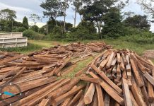 Sema apreende madeira ilegal e aplica multa em Nova Monte Verde