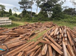 Sema apreende madeira ilegal e aplica multa em Nova Monte Verde