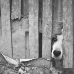 Rottweiler morre após possível disparo em área rural de Alta Floresta