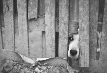 Rottweiler morre após possível disparo em área rural de Alta Floresta
