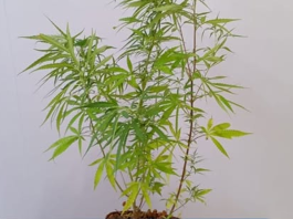 Tinha até um pé de maconha: Jovens são detidos por tráfico e corrupção de menor em Colíder