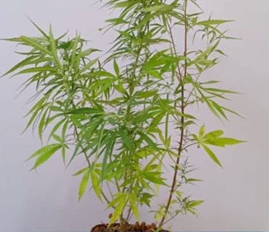 Tinha até um pé de maconha: Jovens são detidos por tráfico e corrupção de menor em Colíder
